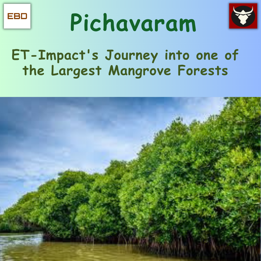 Pichavaram Backwaters | Cuddalore | Tamil Nadu Tourism