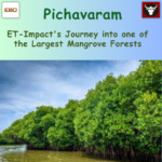 Journey into the Pichavaram Mangrove Forest