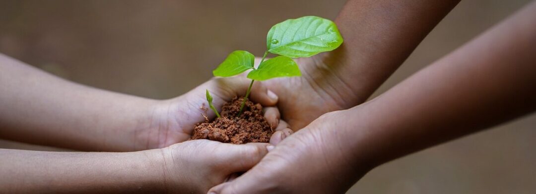 hands, soil, plant-5618240.jpg